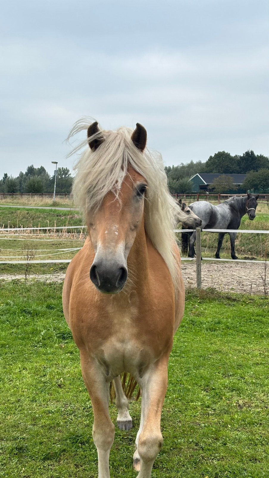 Mooie 10 jarige haflinger merrie, Merrie, E pony (1.48m - 1.57m), Gechipt, 7 tot 10 jaar