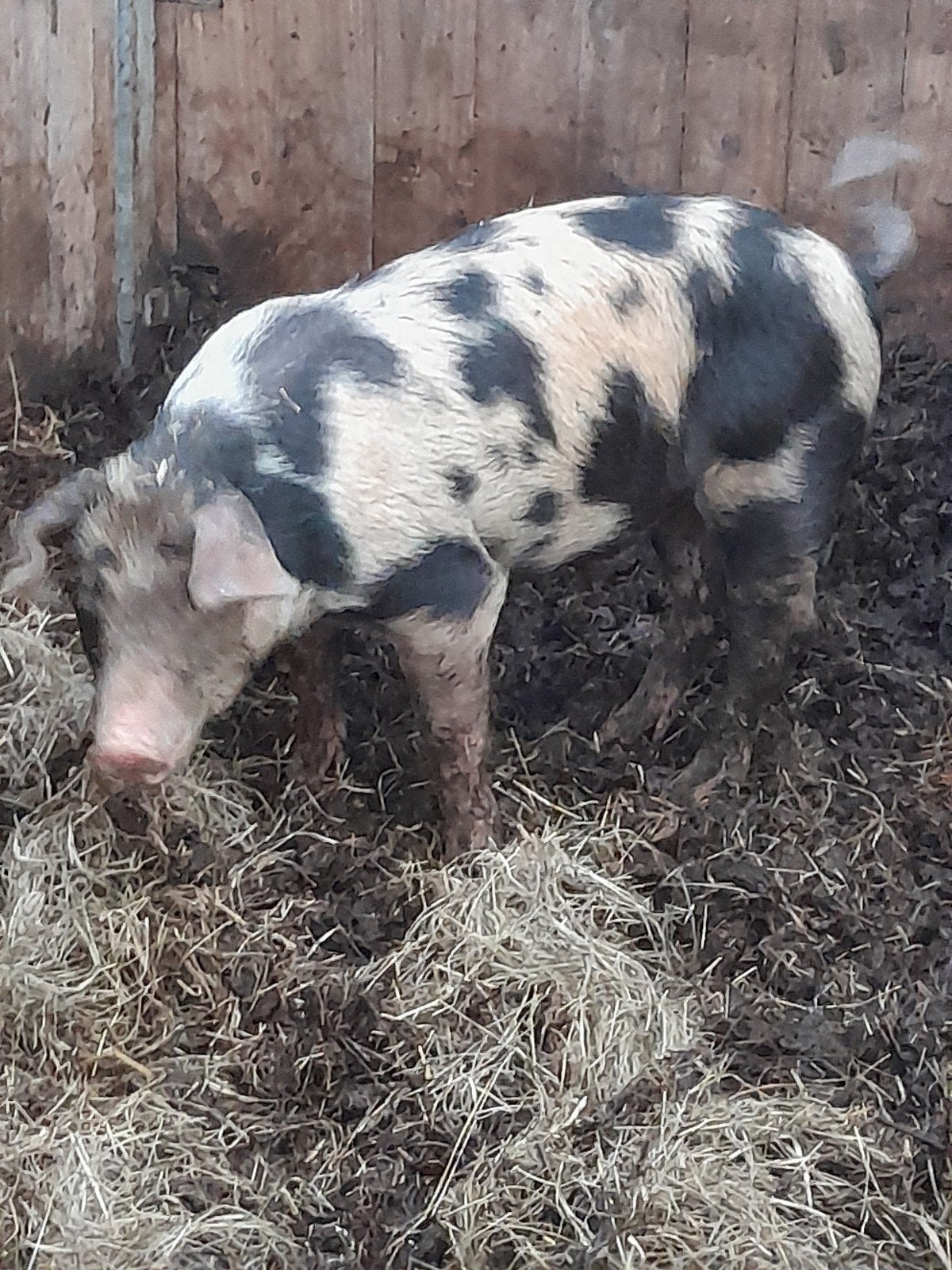 3 bentheimer  duroc dekbeertjes, Mannelijk, Varken