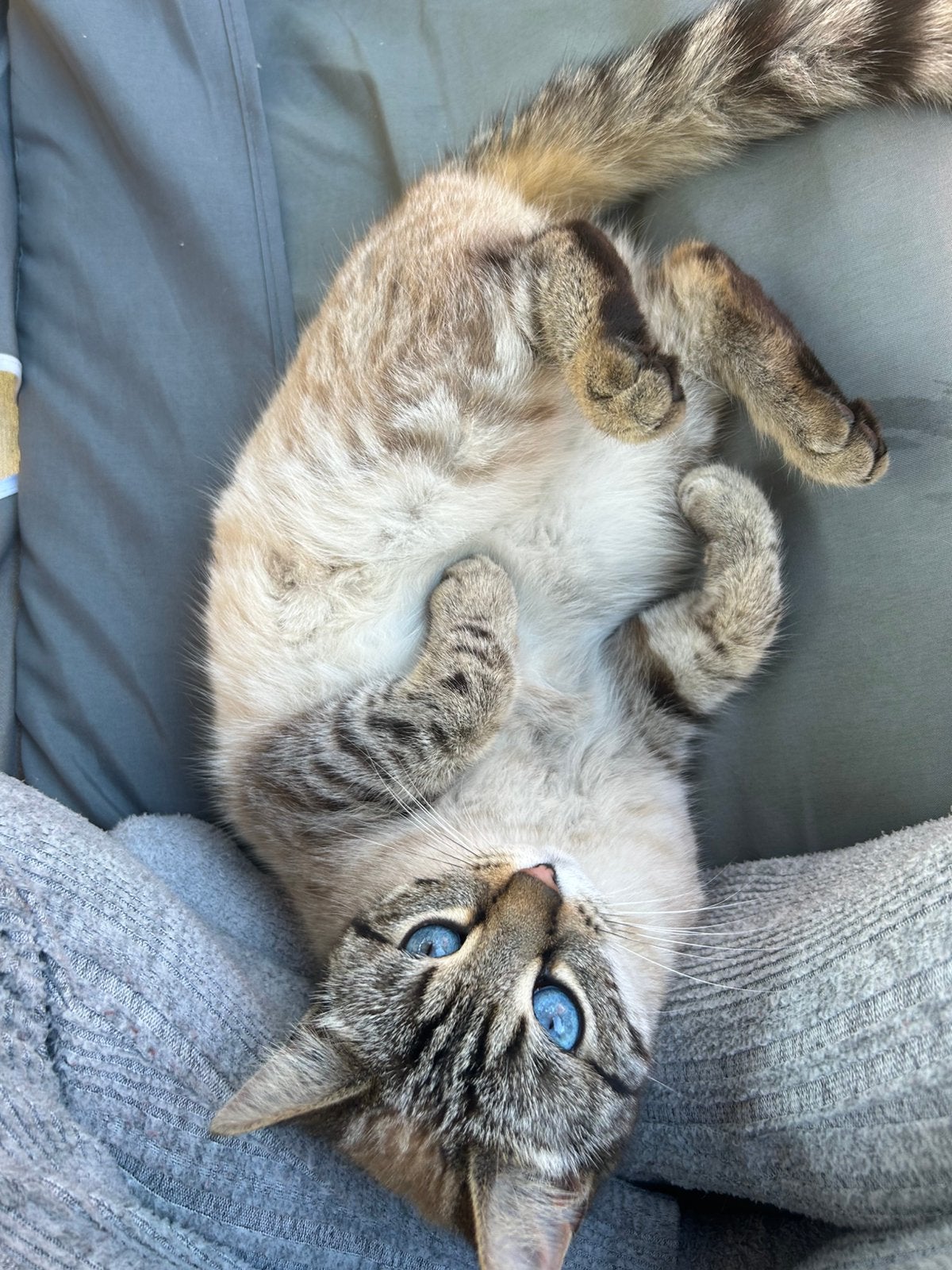 Liefdevol nieuw thuis gezocht voor Blue, Poes, Gechipt