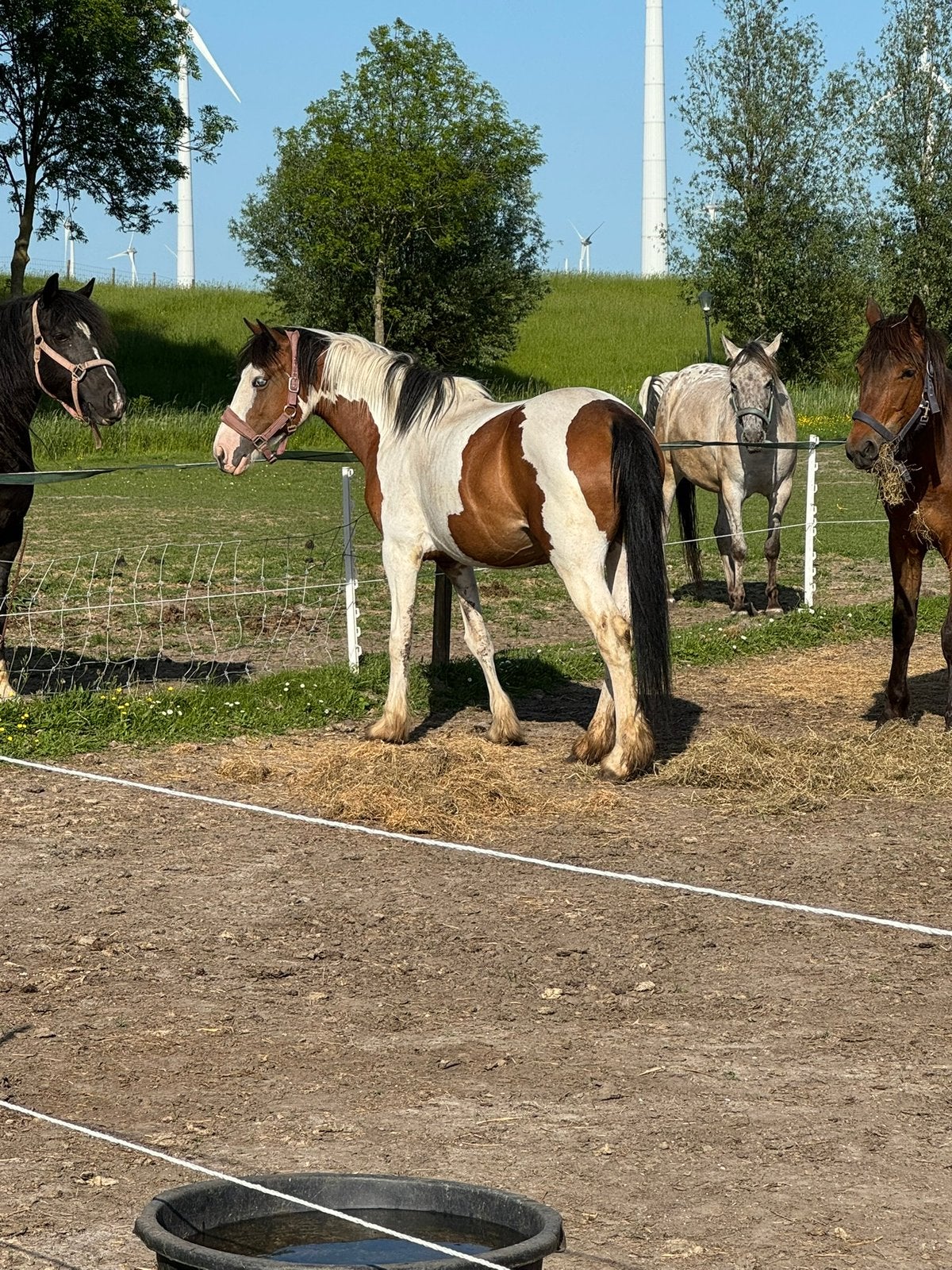 Mooie 6 jarige bonte D pony blauw oog & KWPN X Fries 2jaar, Merrie, Zadelmak, 3 tot 6 jaar, Gechipt