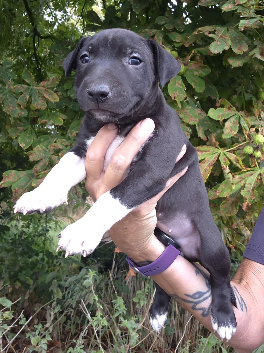 prachtige bull-terriër pups, Bull Terriër, 8 tot 15 weken, Teef, CDV (hondenziekte)