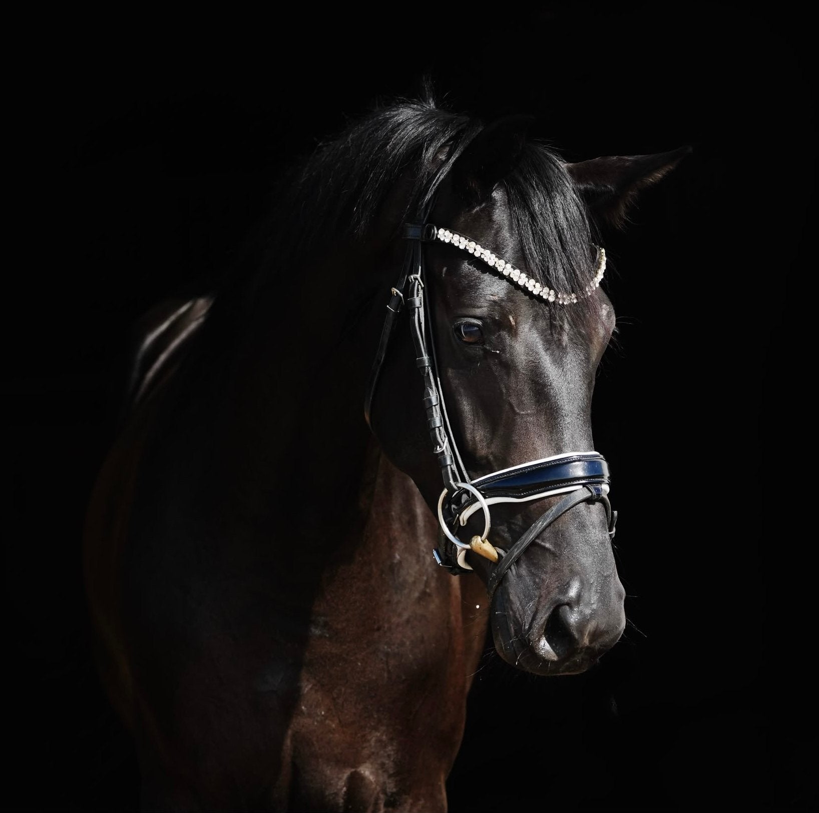 Hele lieve 4 jarige zwarte merrie v Total mc laren, Dieren en Toebehoren, Merrie, Met stamboom, Dressuurpaard, 3 tot 6 jaar