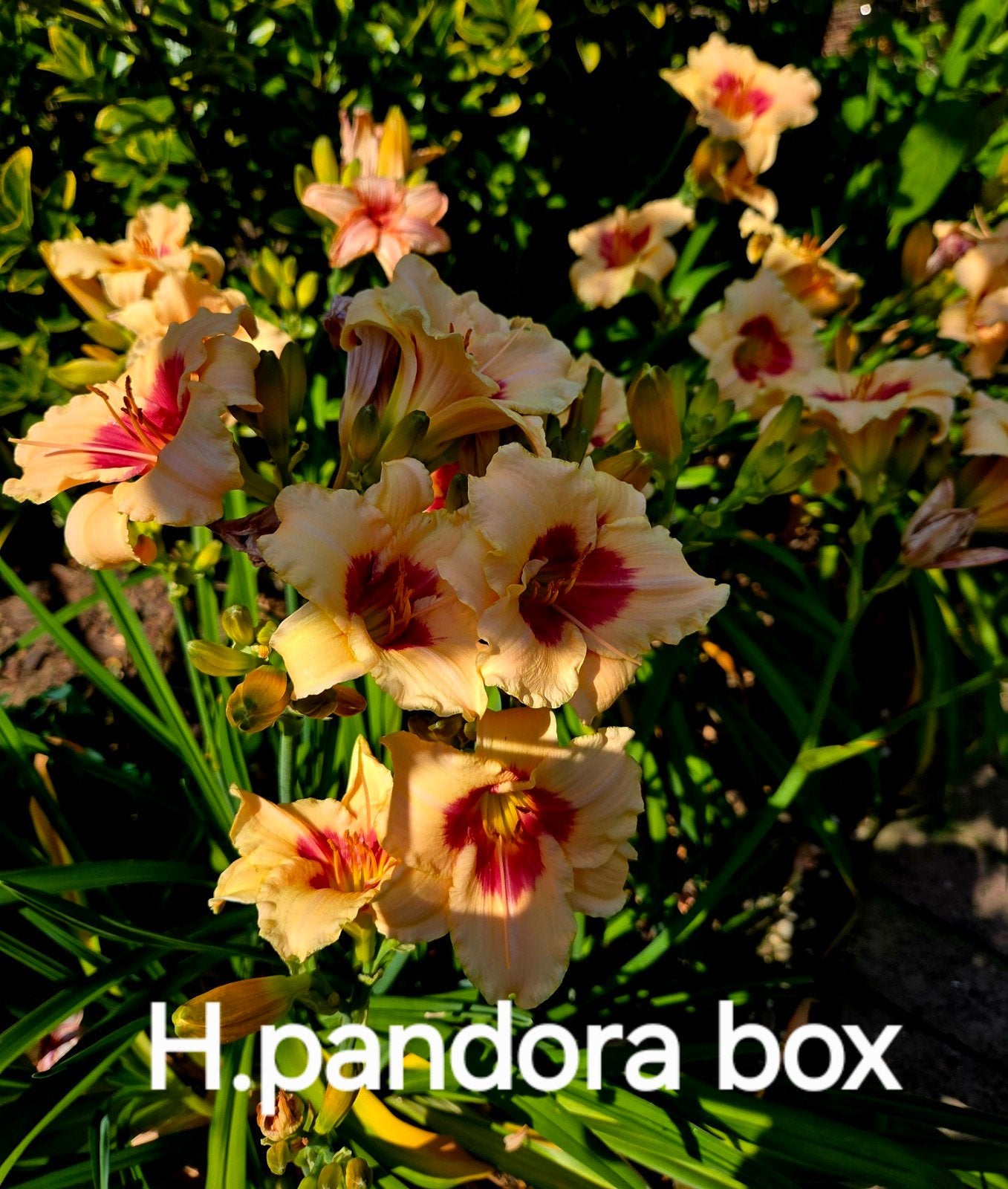 Diverse Hemerocallisen 2 en 3 lit potten 3euro, Ophalen, Overige soorten, Volle zon