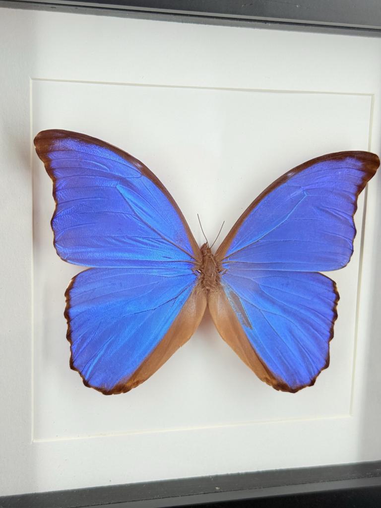 Blauwe Morpho vlinder in lijst, Ophalen of Verzenden, Nieuw, Vogel, Opgezet dier