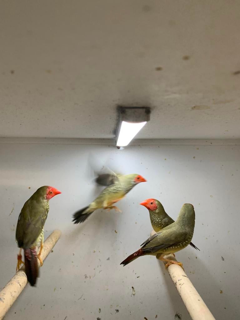 bins astrilde, Meerdere dieren, Parkiet