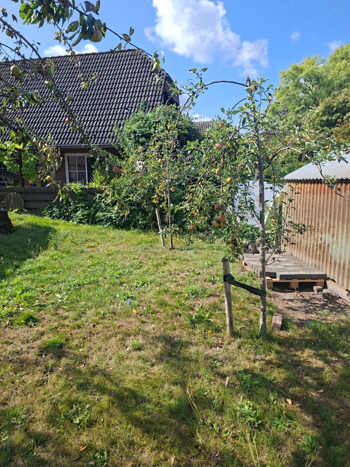 2 jonge elstar bomen te koop, Ophalen