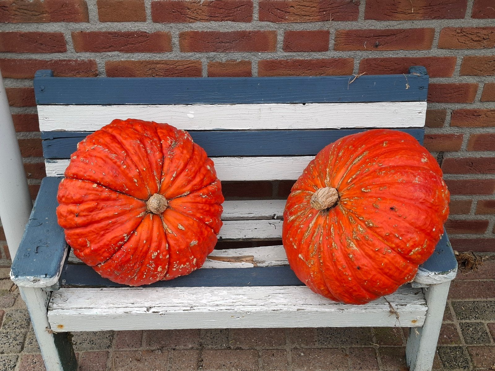 Halloween pompoenen in vele soorten en maten, Ophalen, Herfst, Eenjarig, Groenteplanten