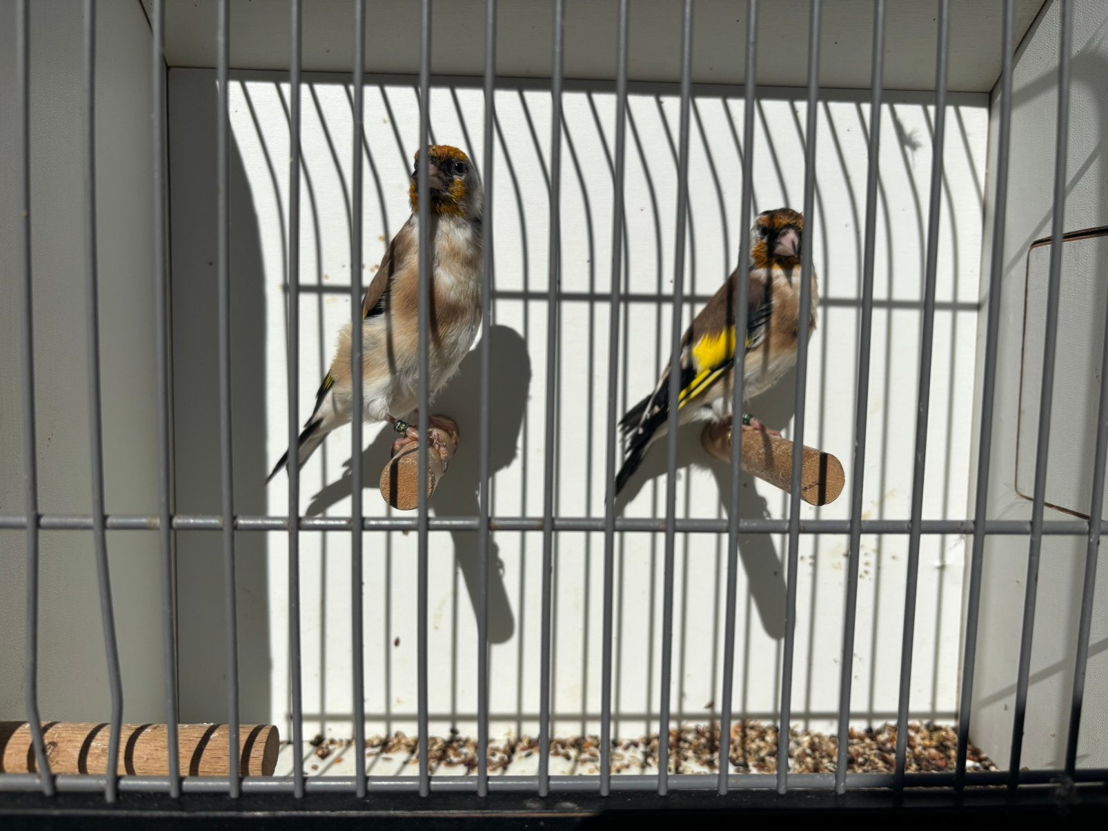 Koppel putters, Dieren en Toebehoren, Meerdere dieren, Wildzangvogel, Geringd