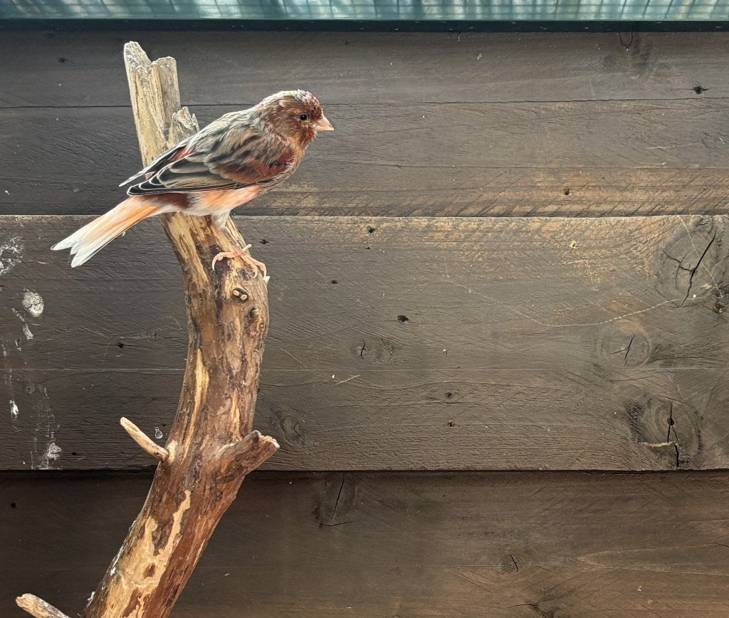 Harlekijn Kanarie, Dieren en Toebehoren, Vogels | Kanaries, Vrouwelijk, Kleurkanarie
