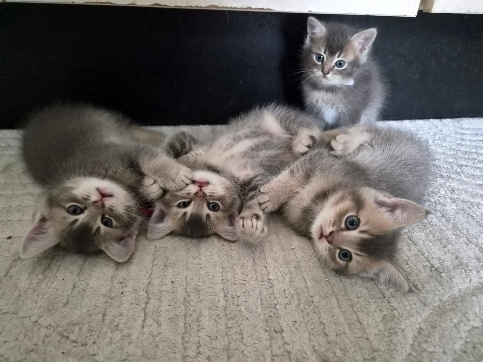 Britse korthaar kittens, Dieren en Toebehoren, Geslacht onbekend, Ontwormd, 0 tot 2 jaar