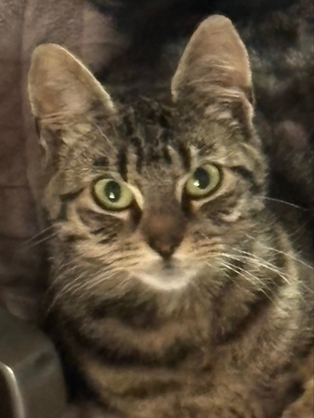 Lieve poes Ghabra – 17 maanden – wordt gesteriliseerd