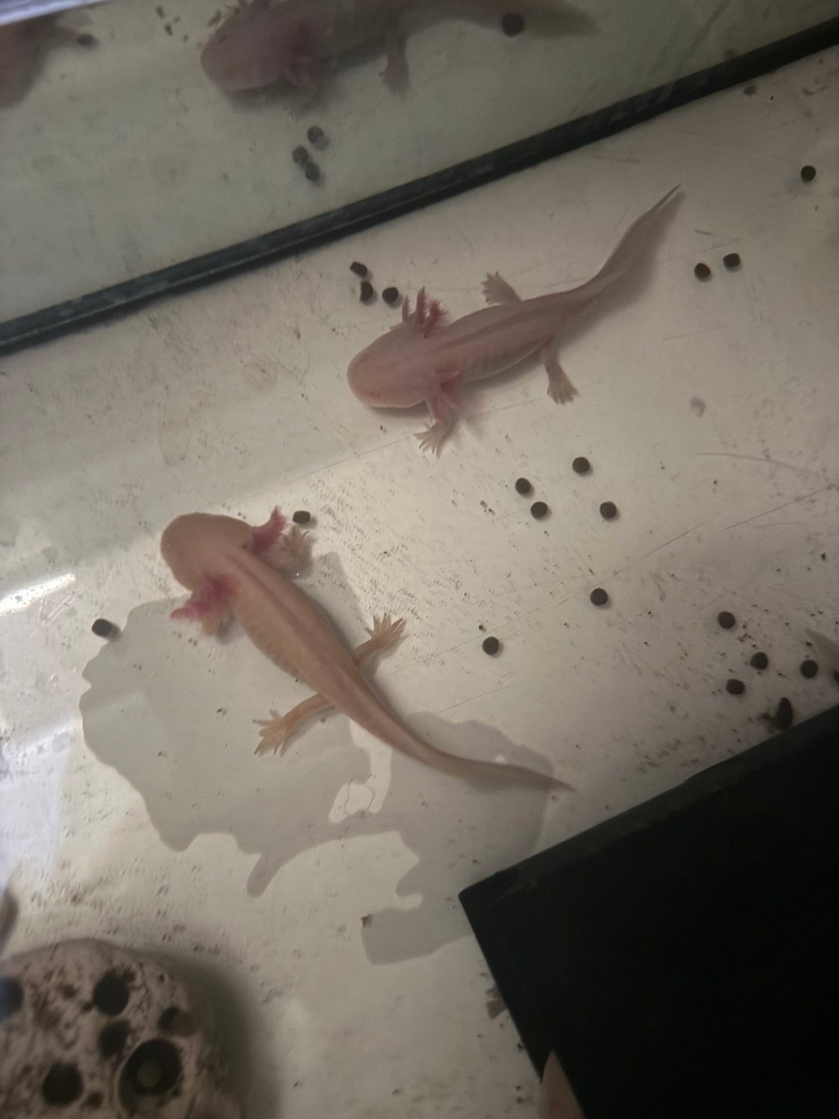 Jonge axolotls, 0 tot 2 jaar