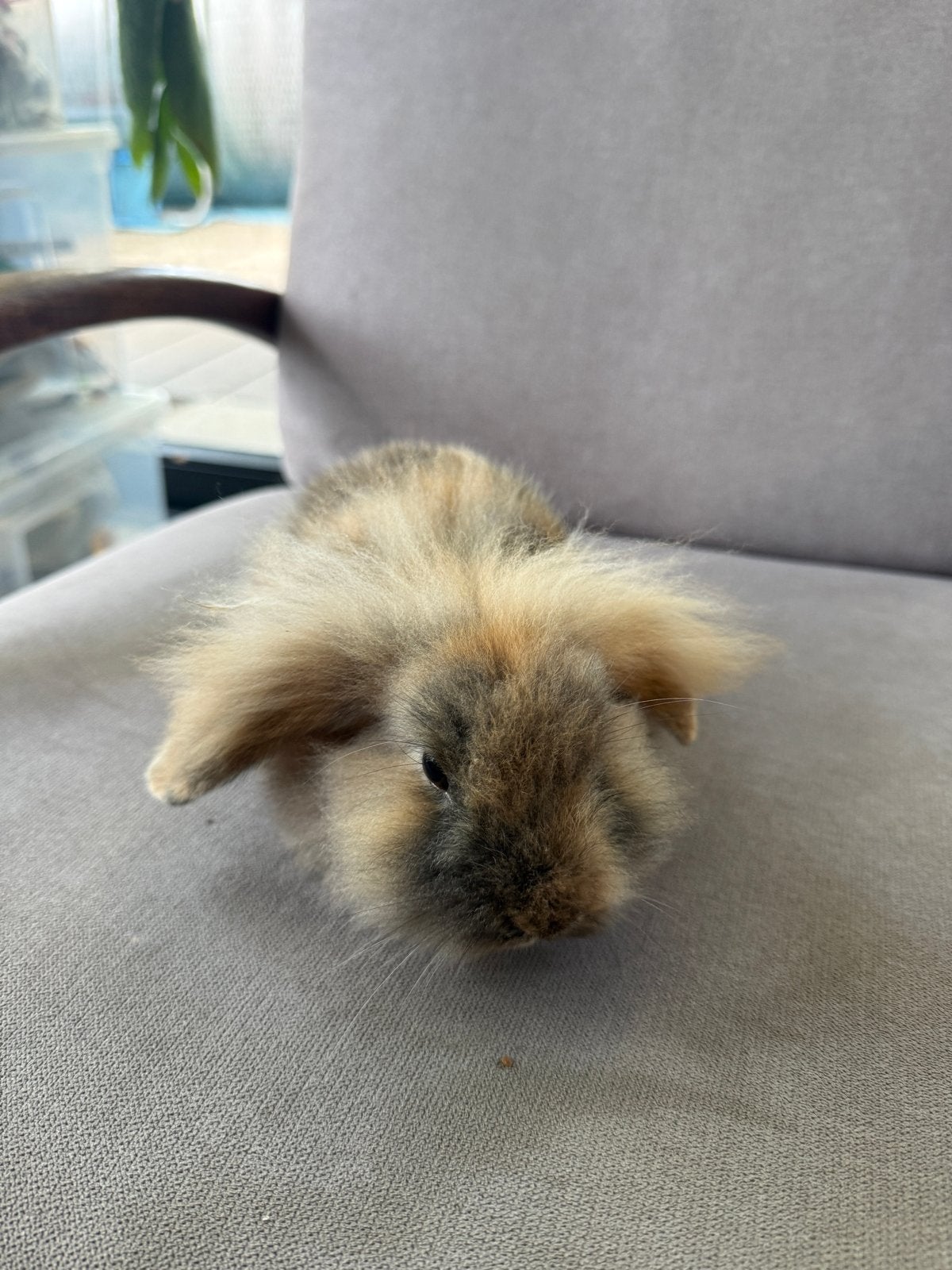 3 hangoor dwergkonijntjes, Dieren en Toebehoren, Konijnen, Meerdere dieren, Dwerg, Hangoor