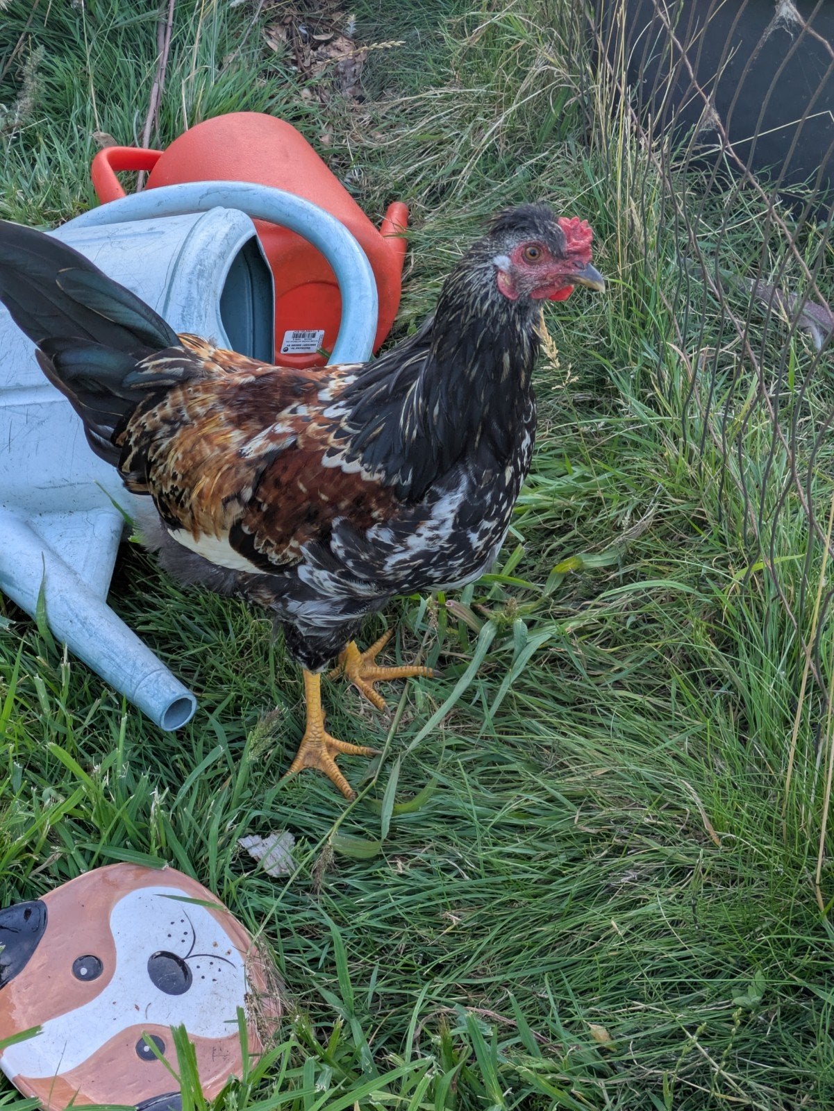 diverse hanen, Dieren en Toebehoren, Pluimvee, Mannelijk, Kip