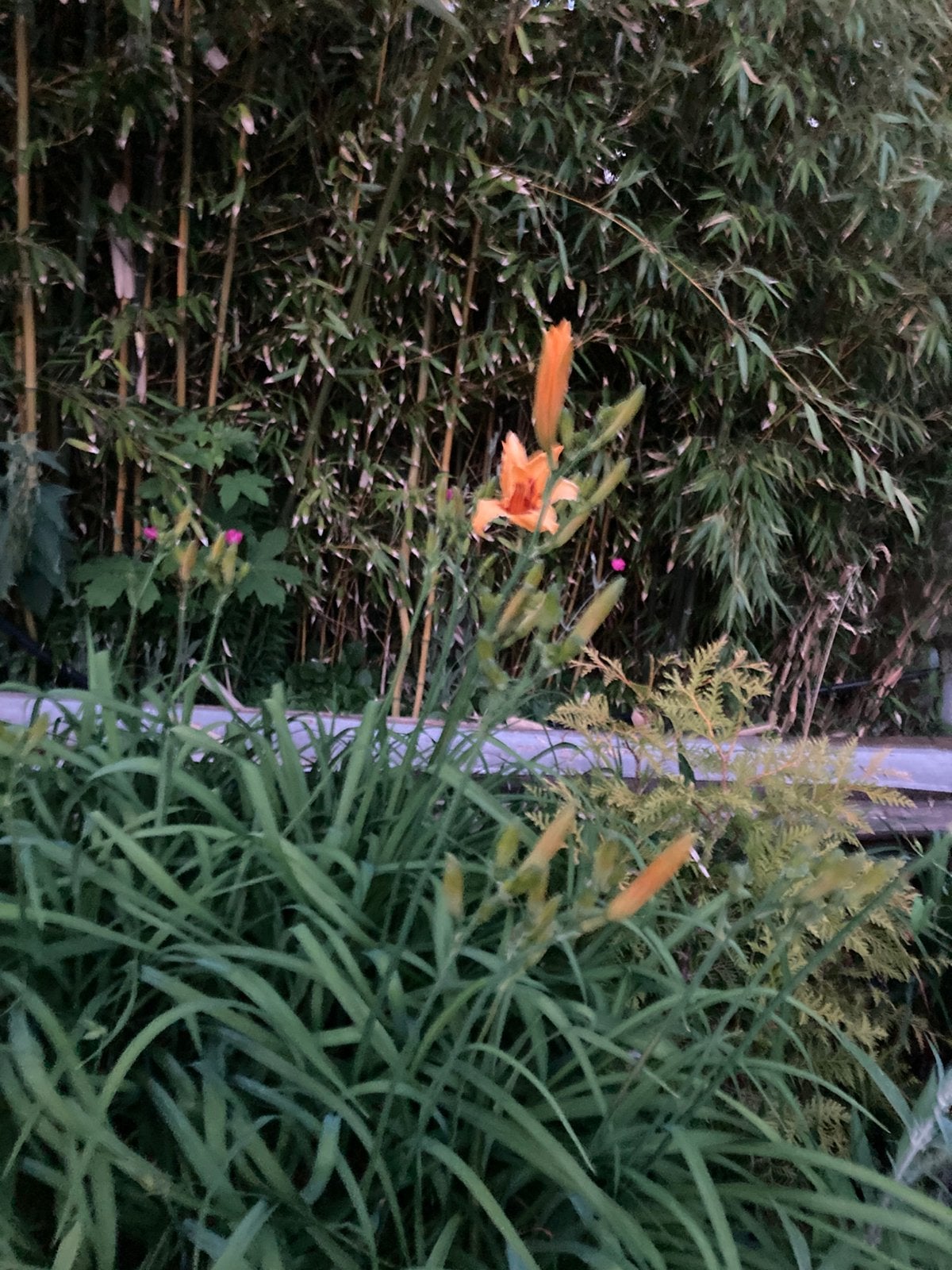Dag lelie vaste plant, Ophalen, Overige soorten, Halfschaduw