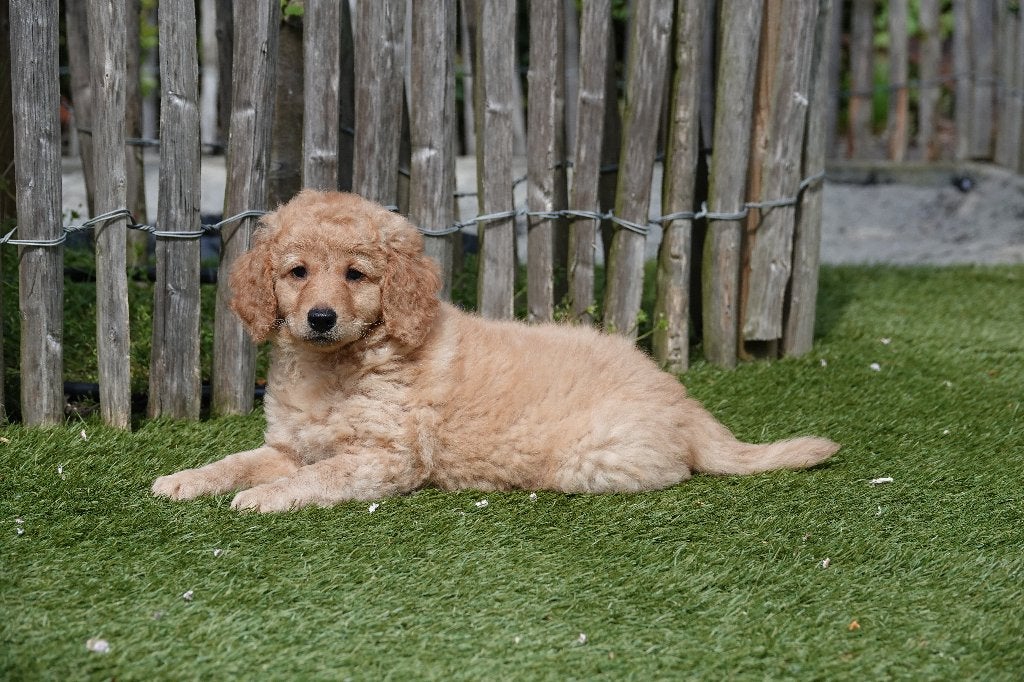 Abrikoze Labradoodle pups (type labrador), met stamboom, Parvo, België, Overige rassen, 8 tot 15 weken