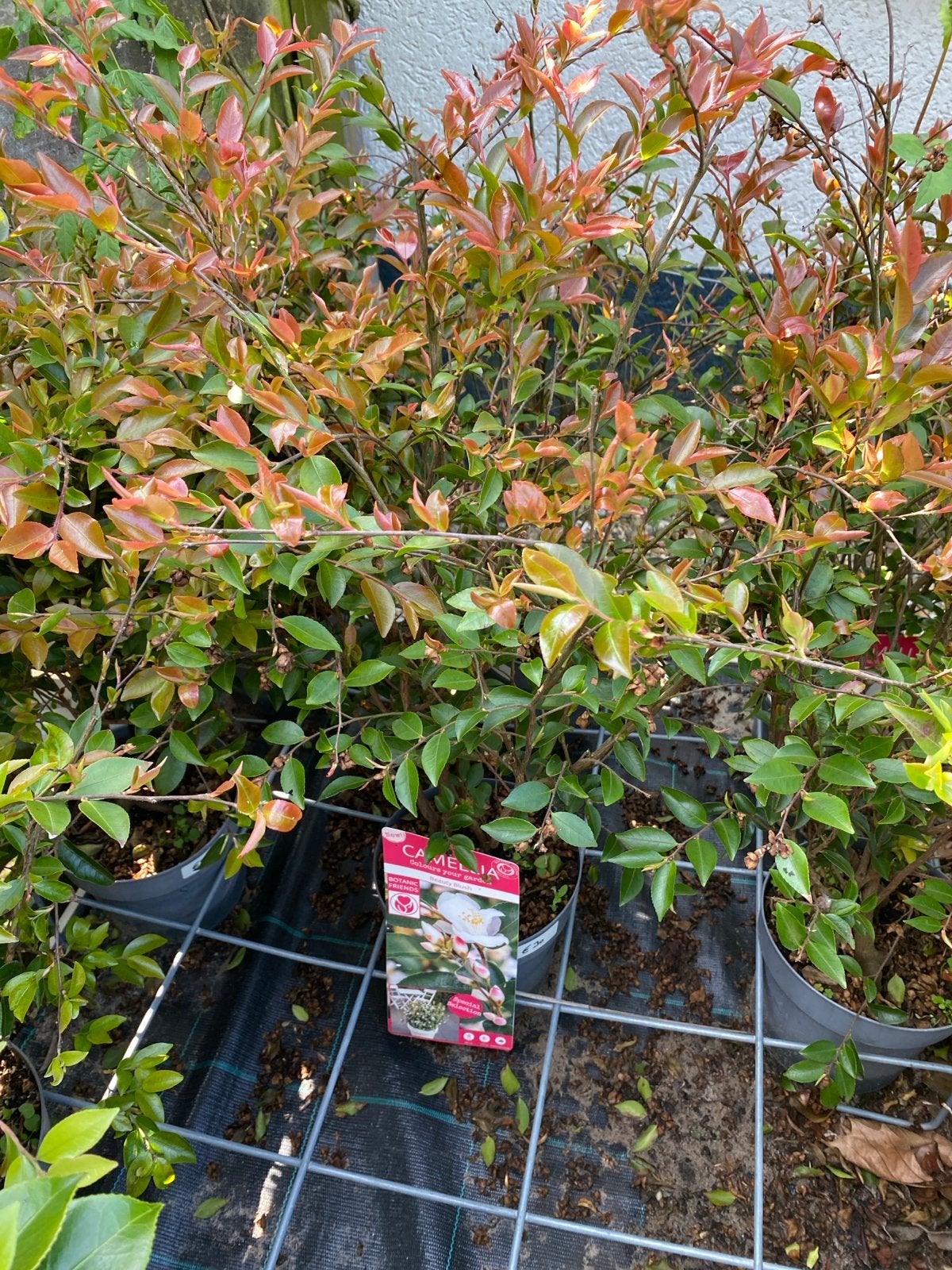 Camellia 'Beauty Blush' - Winterharde Camelia, Vaste plant, Halfschaduw, Lente, Ophalen