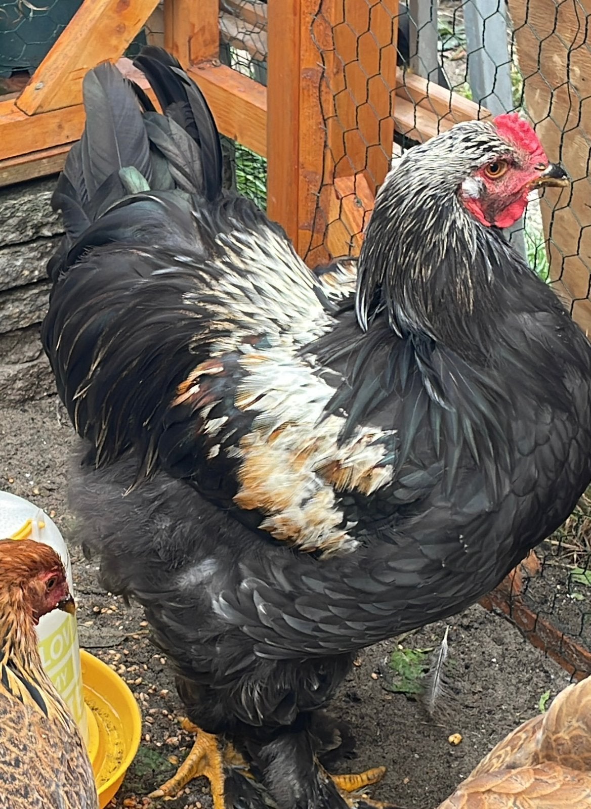 Brahma haan groot, Dieren en Toebehoren, Mannelijk, Kip