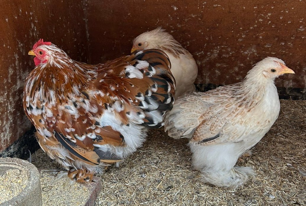Cochin kriel trio, Dieren en Toebehoren, Pluimvee, Meerdere dieren, Kip