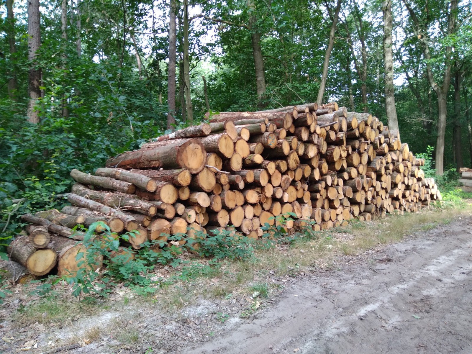 Grote partij stamhout: Douglas, Lariks, Eiken, Beuken 287T, Ophalen
