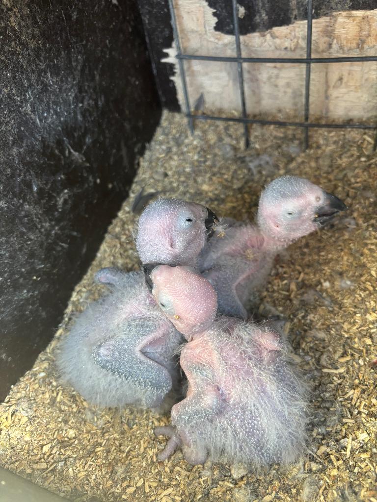 jonge  grijze roodstaarten, Dieren en Toebehoren, Vogels | Parkieten en Papegaaien, Meerdere dieren, Papegaai, Geringd