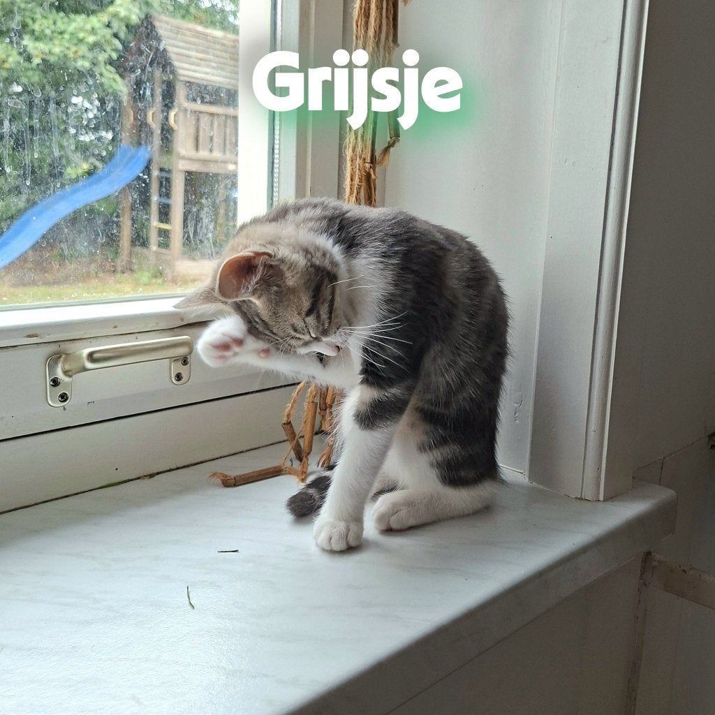 kittens zwart- wit en grijs-wit, Dieren en Toebehoren, Katten en Kittens | Raskatten | Korthaar, Poes, Ontwormd