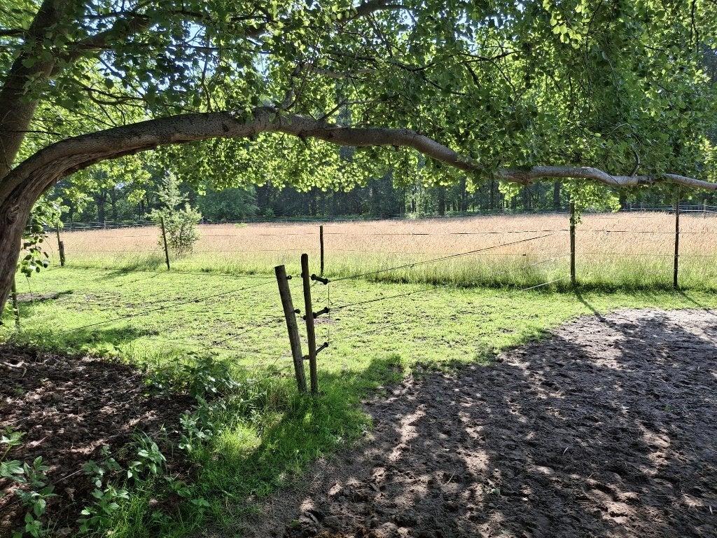 Stalling en weidegang korte of langere periode, Dieren en Toebehoren, Weidegang