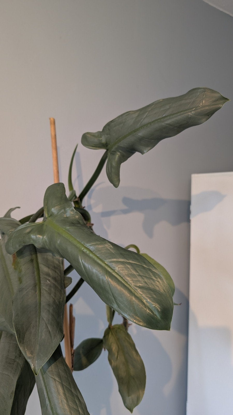 Grote Philodendron kamerplant in pot, Ophalen, 100 tot 150 cm, Overige soorten, Halfschaduw