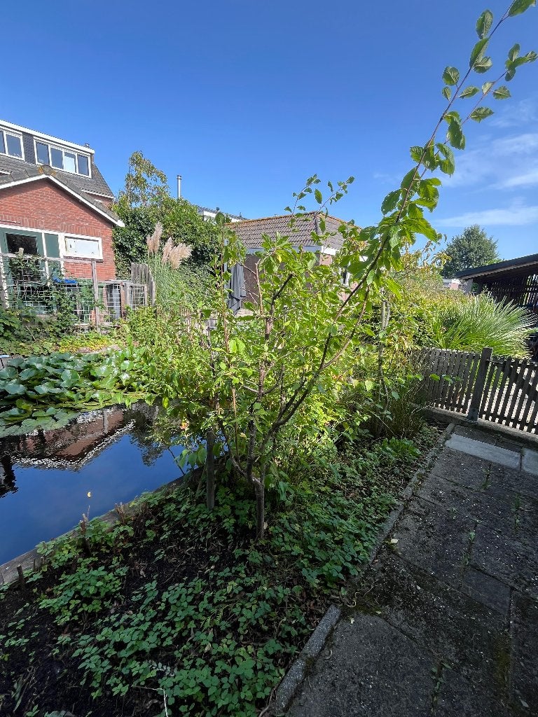 Gratis pruimenboom, Ophalen, Lente, Volle zon, Overige soorten