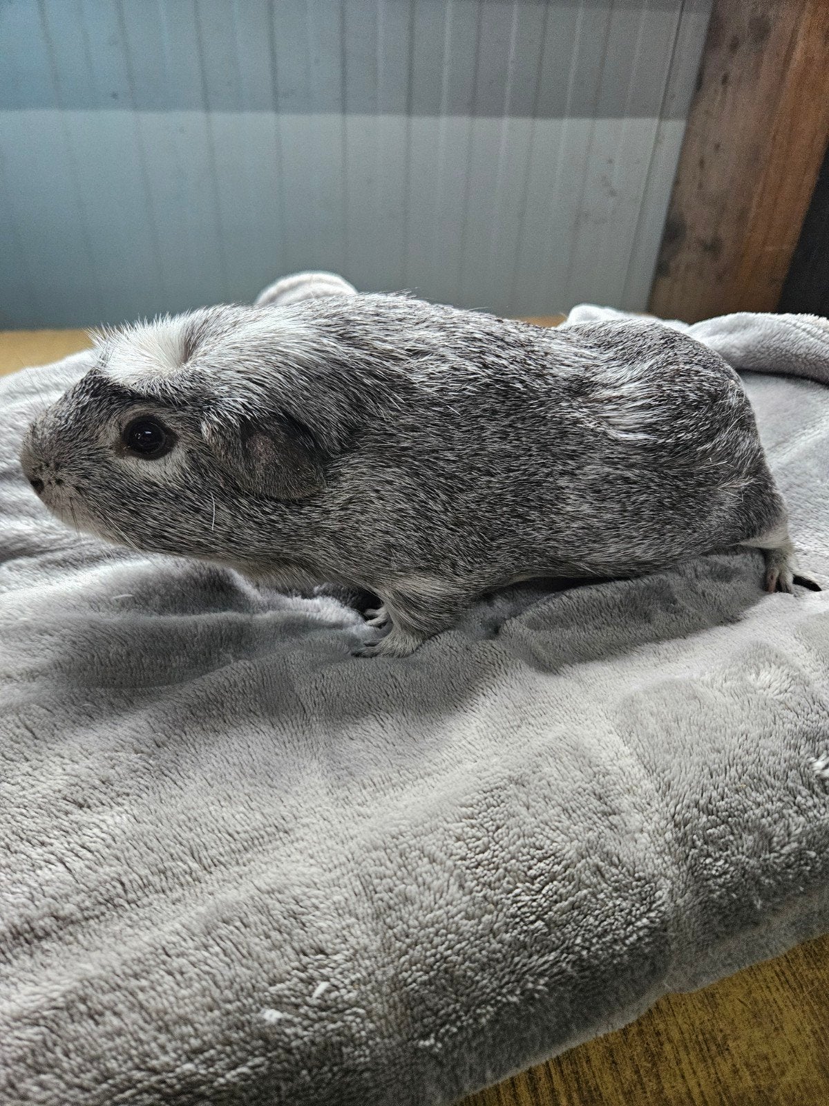 lief cavia beertje, Mannelijk, Tam, Maart, Cavia