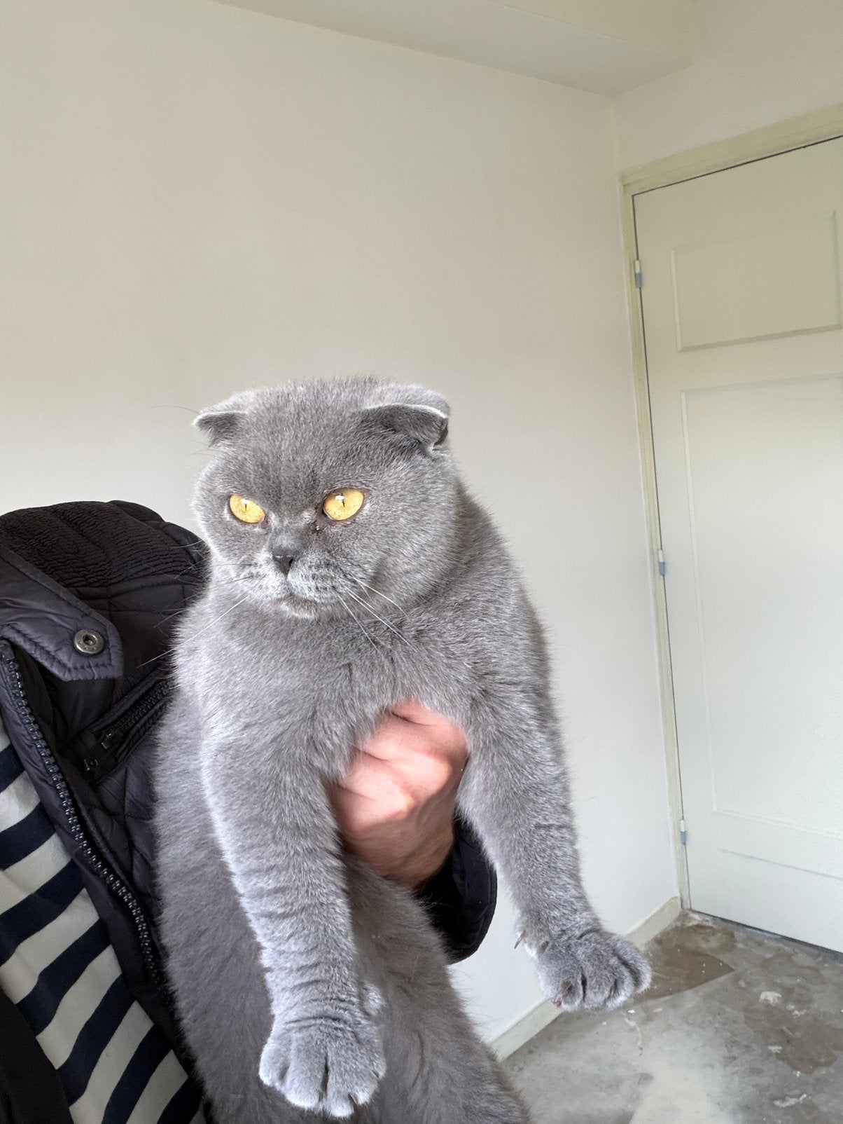 Britsh korte haar, Poes, Kortharig, 3 tot 5 jaar