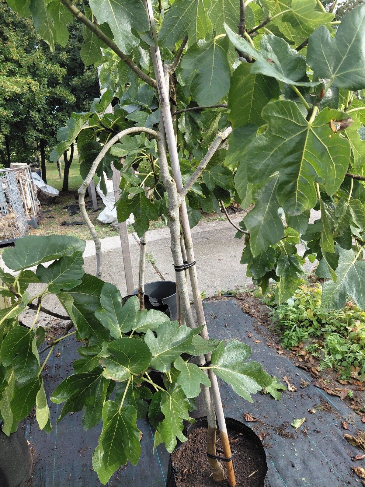Vijgenboom (Ficus carica), Tuin en Terras, Ophalen, Lente, Volle zon, In pot