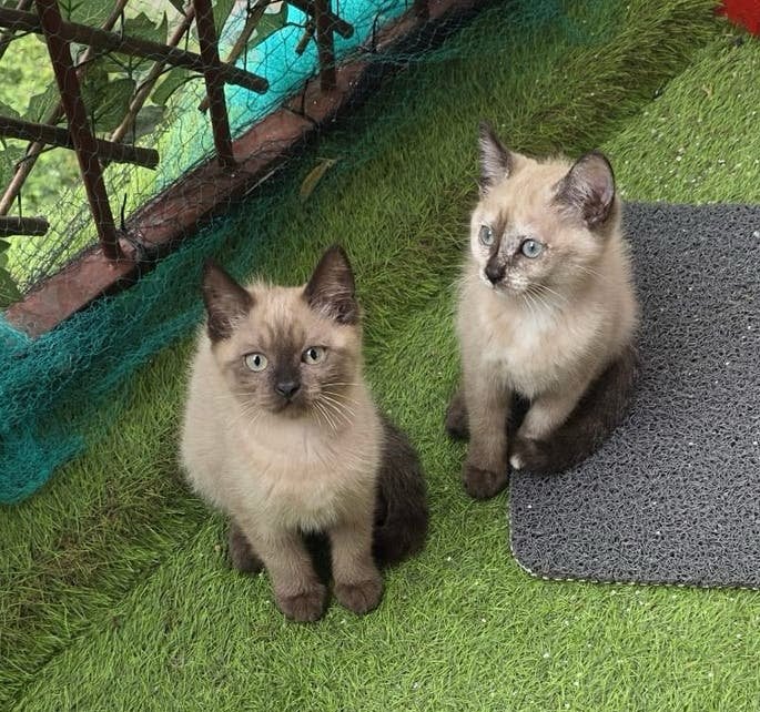 Siamese Kitten, Poes, 0 tot 2 jaar