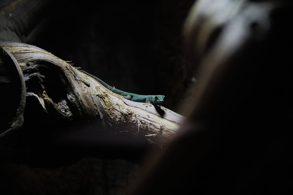 Lygodactylus williamsi, Dieren en Toebehoren, 0 tot 2 jaar