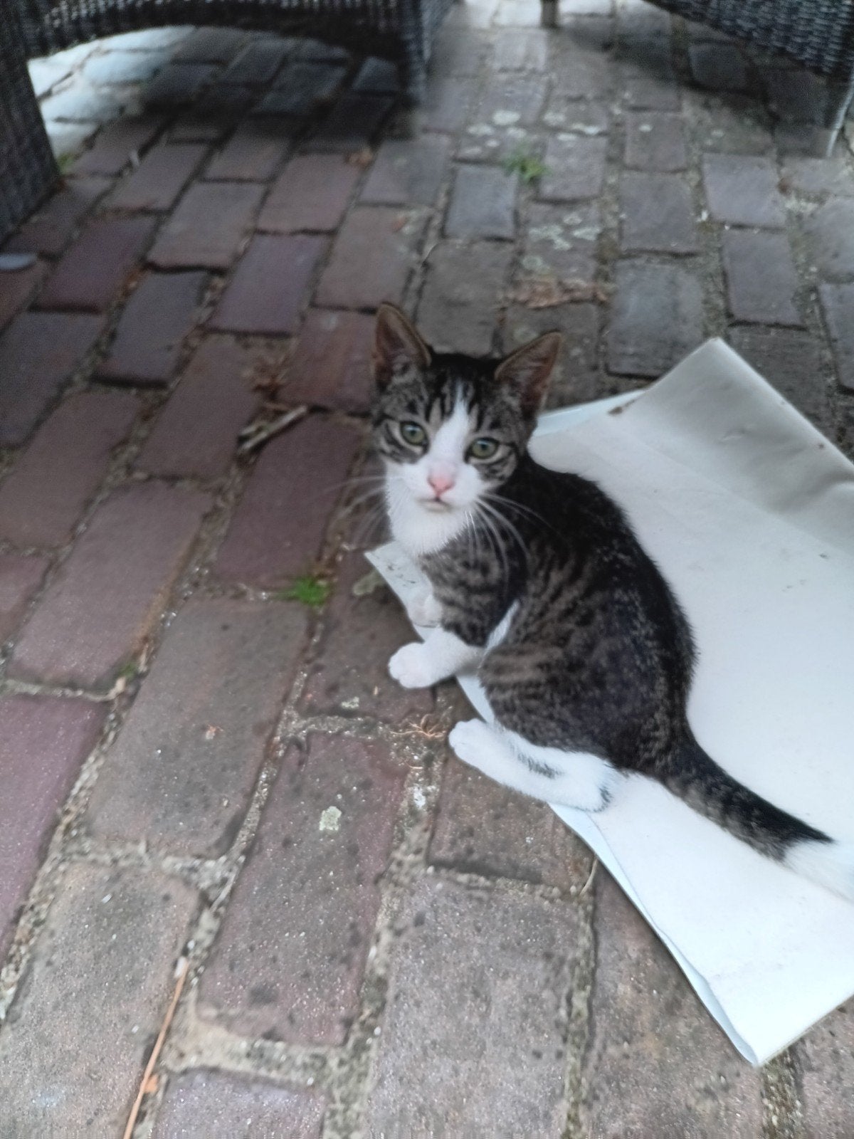 Boeren kitten, Dieren en Toebehoren, Poes