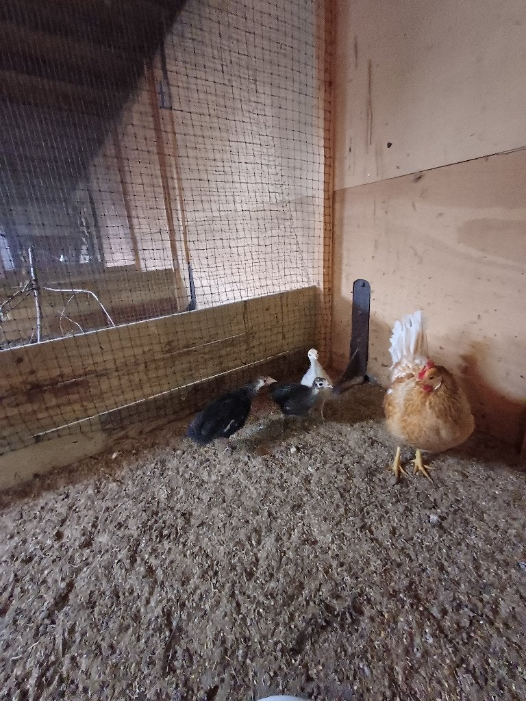 Kalkoen kuikens, Dieren en Toebehoren, Pluimvee, Geslacht onbekend, Kalkoen