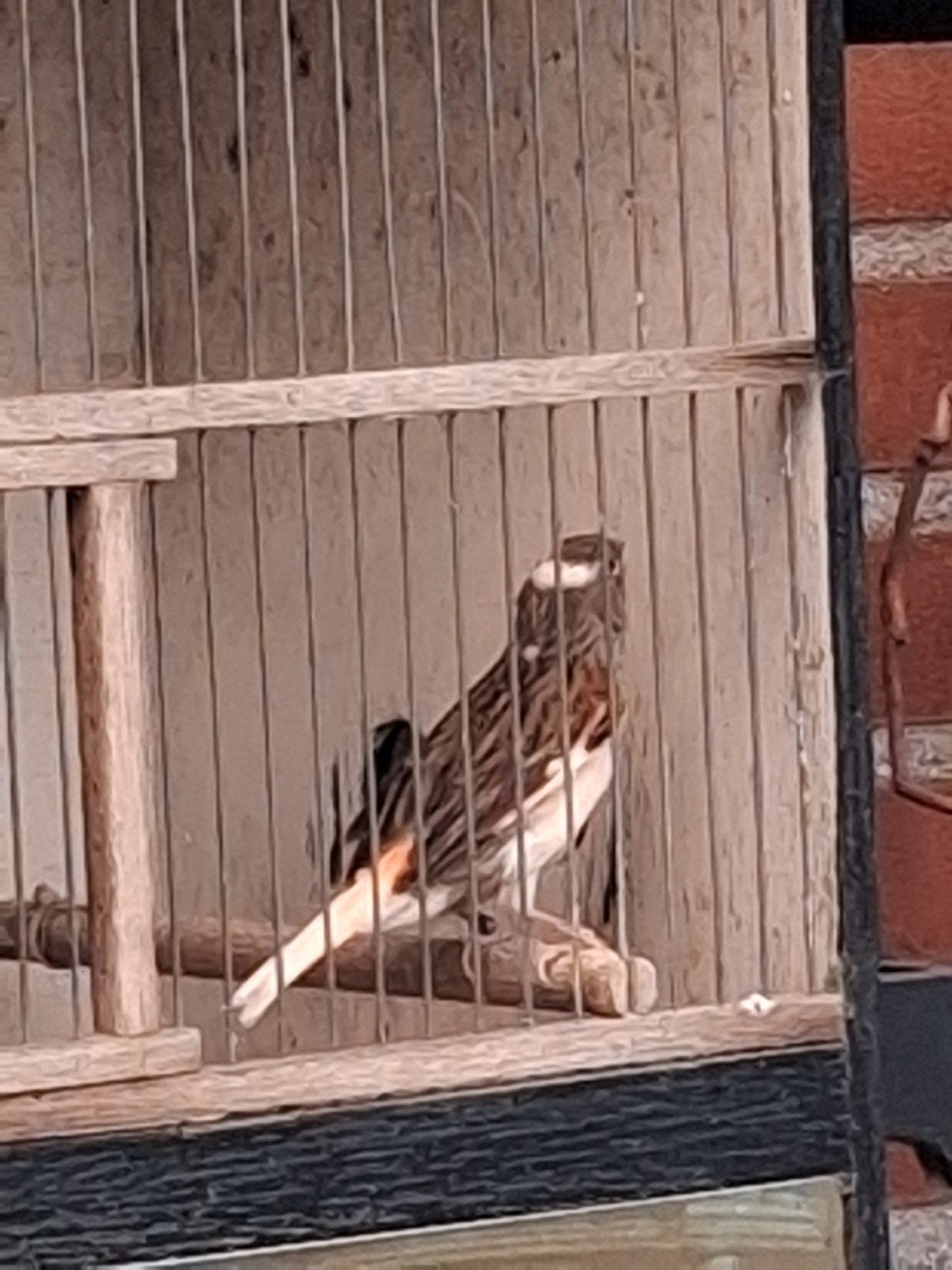 Harlekijn pop 2024, Dieren en Toebehoren, Vogels | Kanaries, Vrouwelijk, Kleurkanarie