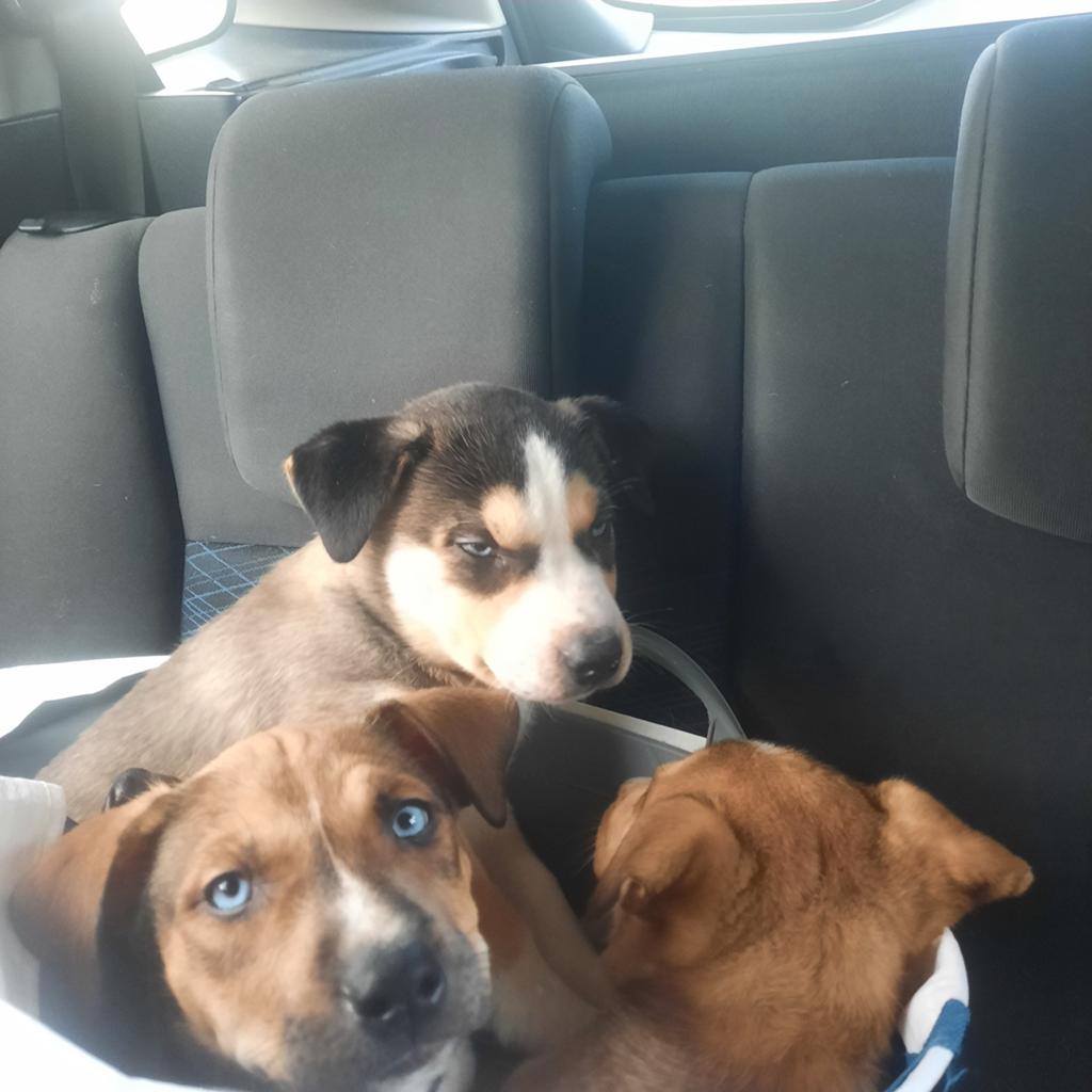 Amerikaanse stafford/husky pups blue eyes reutjes mogenMee!, Dieren en Toebehoren, 8 tot 15 weken, American Staffordshire Terriër