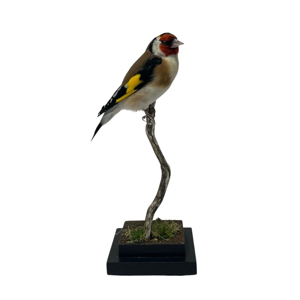 Nu te koop: Prachtige opgezette putter!, Ophalen of Verzenden, Vogel, Opgezet dier