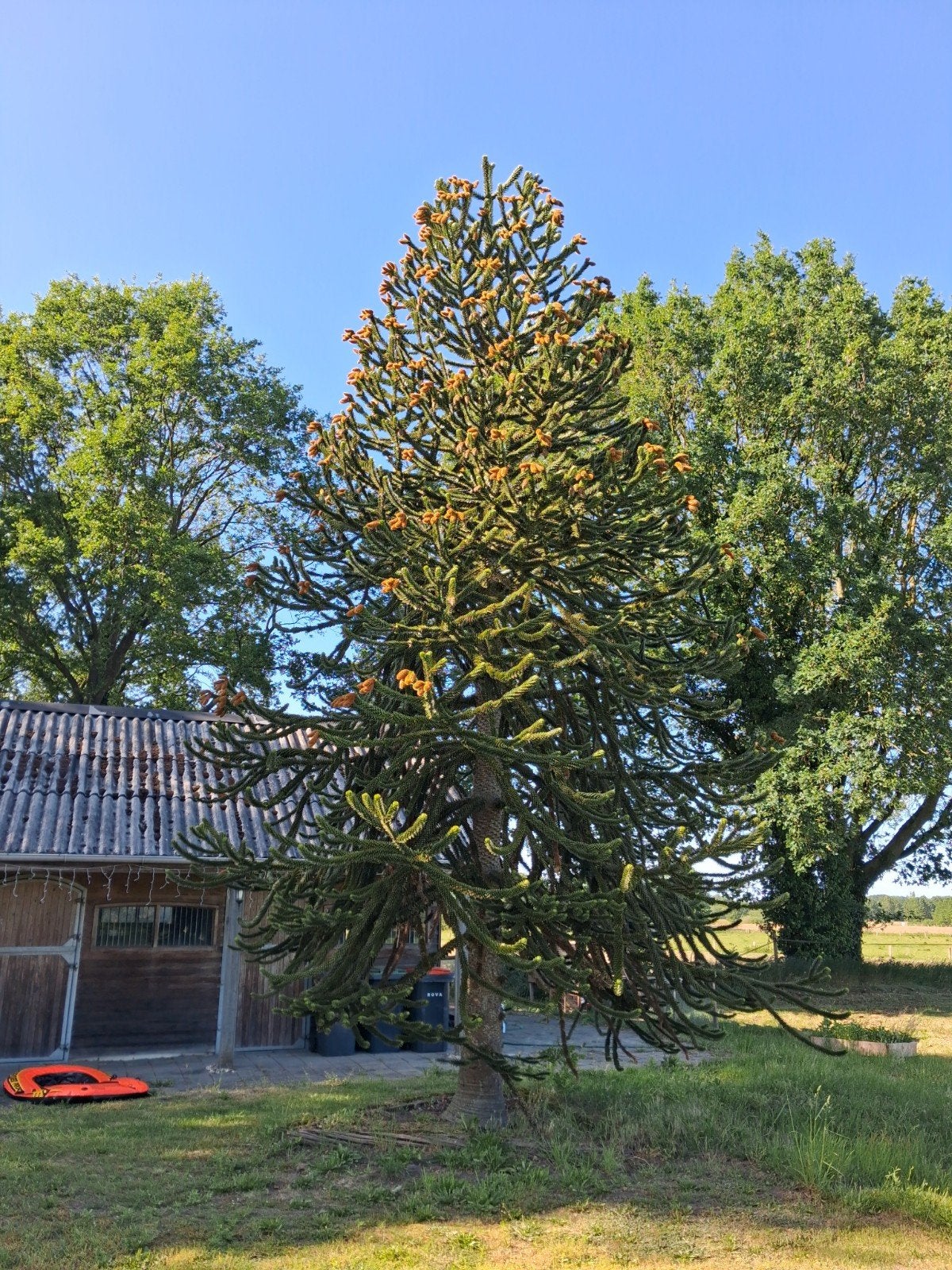 Unieke Apenboom (Araucaria araucana) - Grote blikvanger, Tuin en Terras, Ophalen, Volle zon, Overige soorten