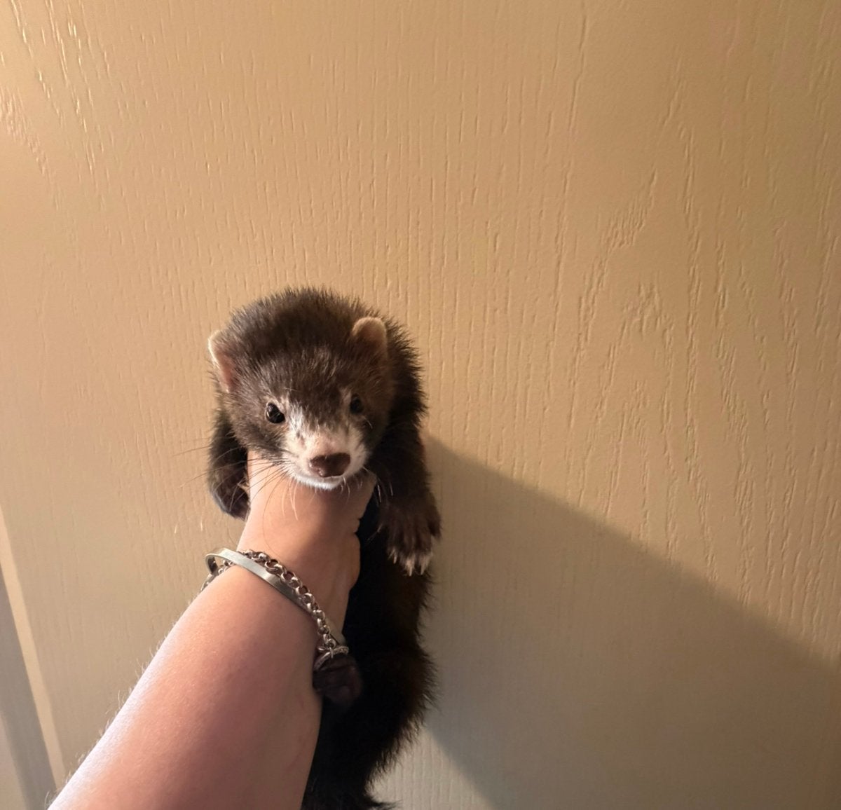 Mooi zwart fretten moertje pup, Dieren en Toebehoren, Mei, Vrouwelijk