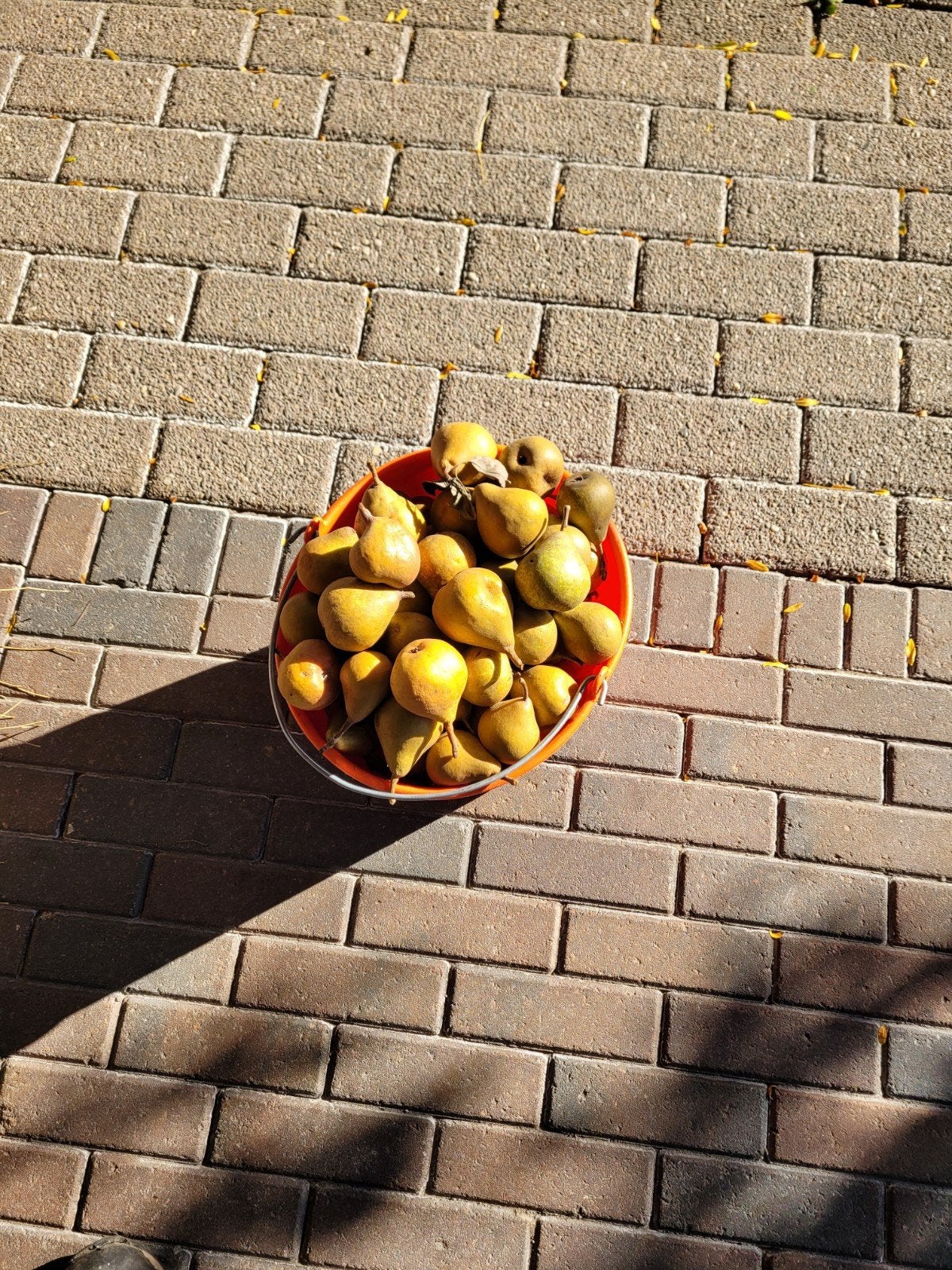 Biologische Gieser Wildeman Peren - 10 kg, Ophalen of Verzenden, Volle zon, Overige soorten, Minder dan 100 cm
