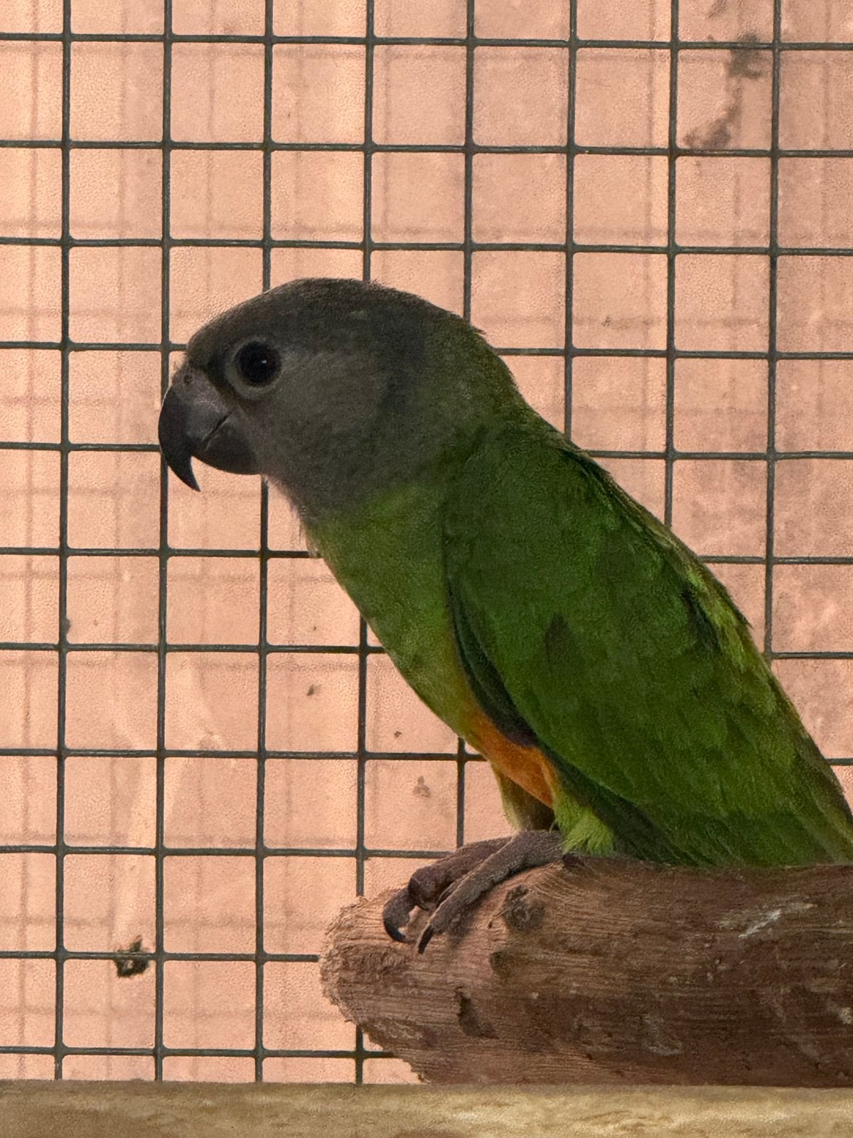 Bonte boer jong 2026, Dieren en Toebehoren, Vogels | Parkieten en Papegaaien, Geslacht onbekend, Papegaai, Geringd