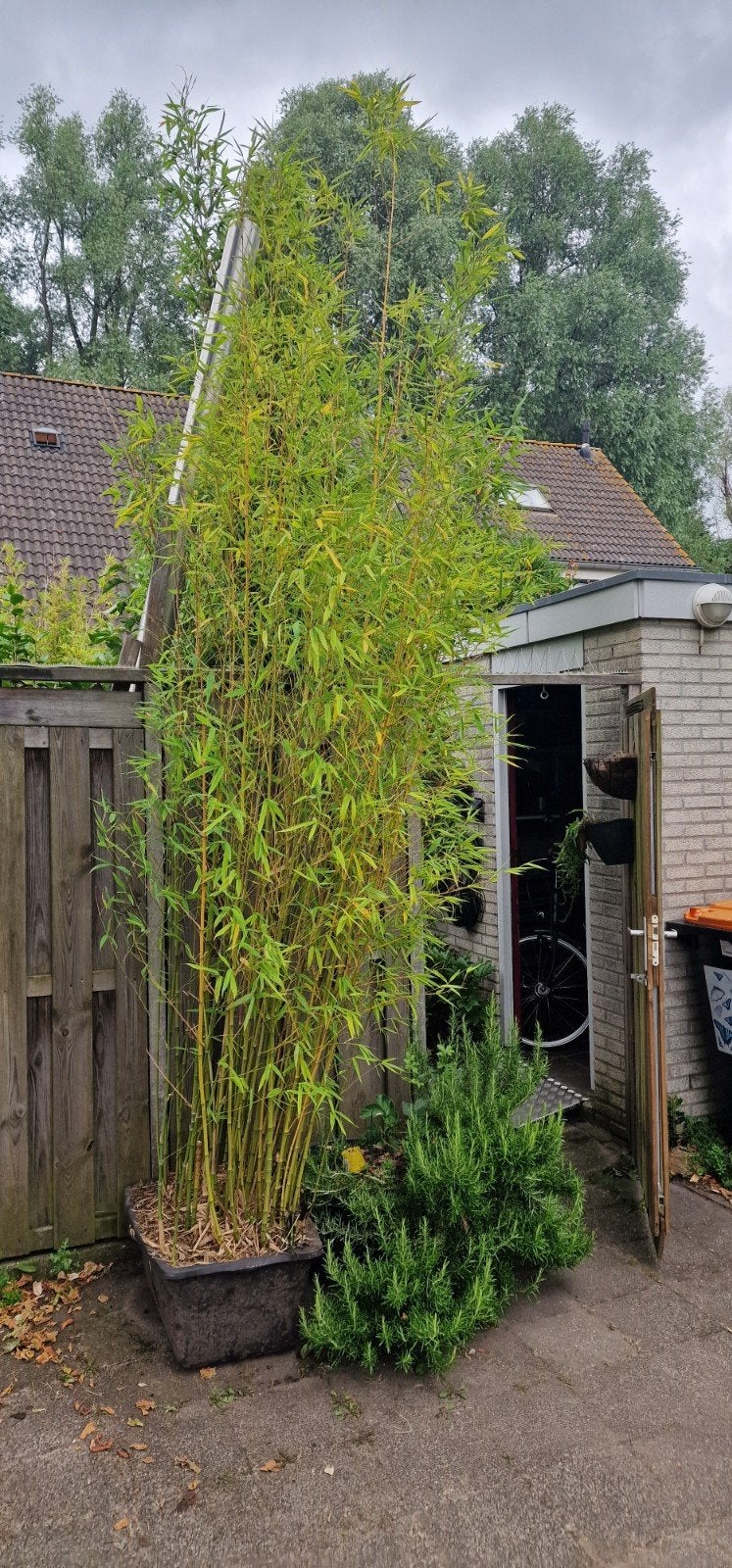 Grote Bamboeplant in Pot - Ideaal voor Privacy, Tuin en Terras, Ophalen, Overige soorten, Volle zon