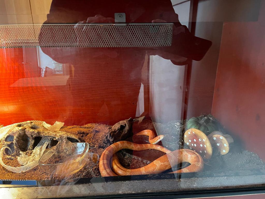 Rattenslang met terrarium, Dieren en Toebehoren, Reptielen en Amfibieën, Slang, 7 tot 10 jaar, Met terrarium, Tam