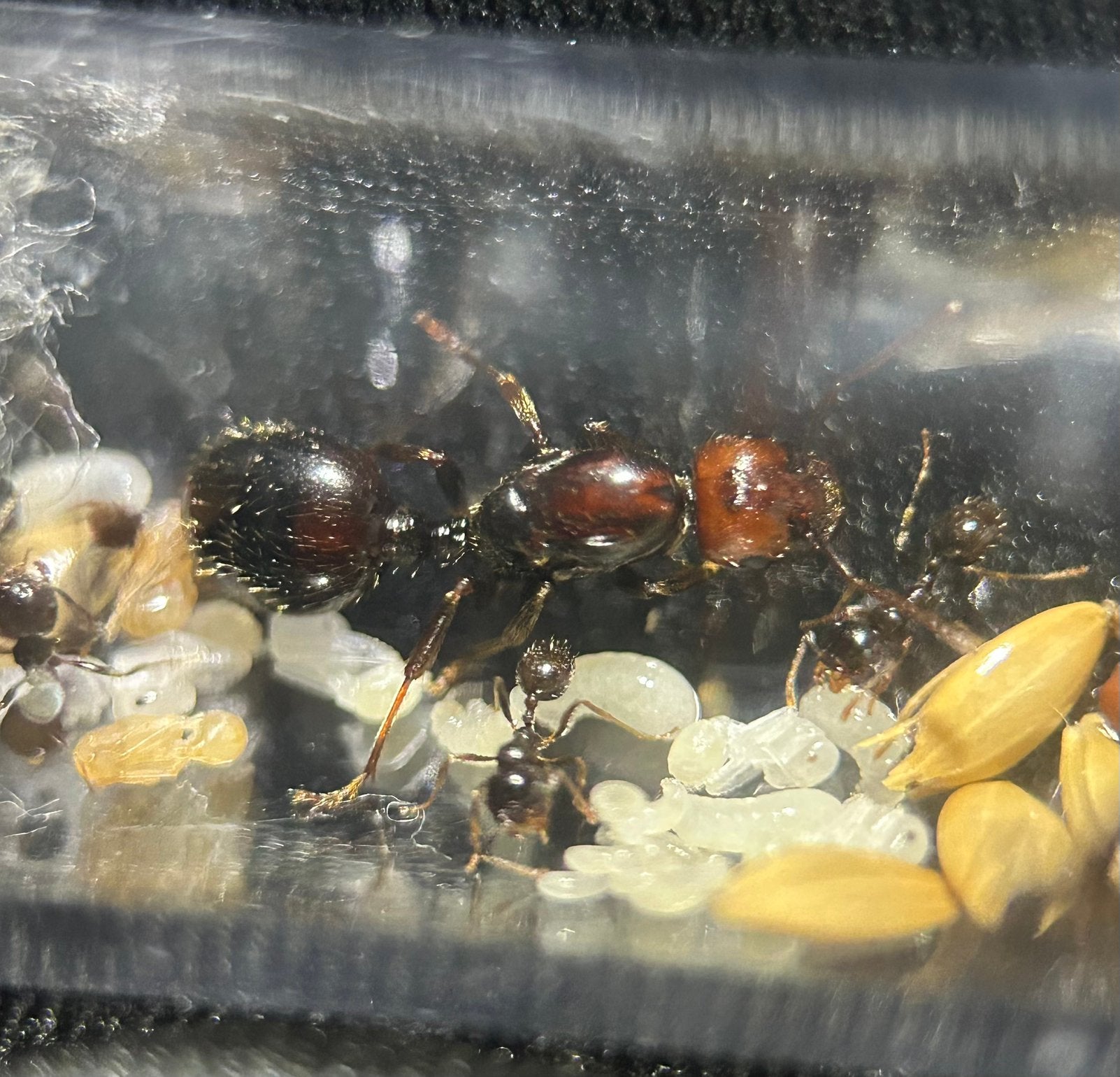 Messor barbarus “bicolor” Q+15-20 werksters  / mieren ant, Mieren
