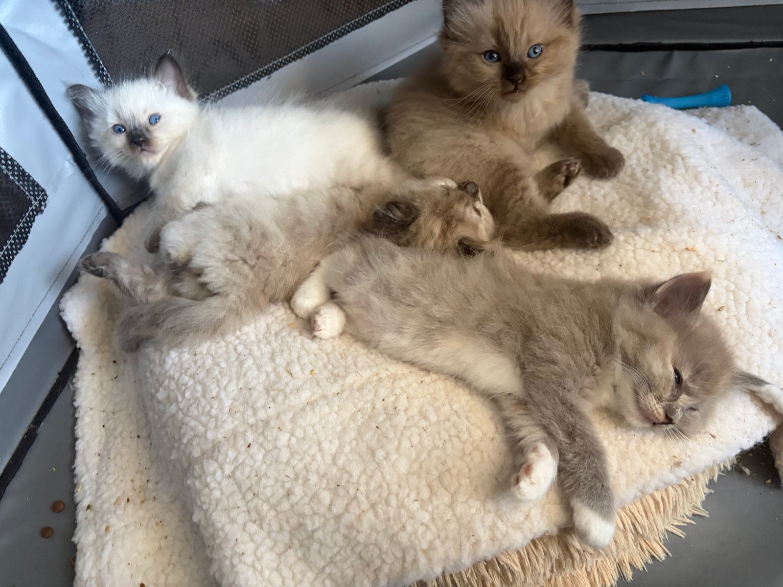 Lieve en prachtige seal and blue mink ragdoll kittens, Meerdere dieren, Gechipt, 0 tot 2 jaar