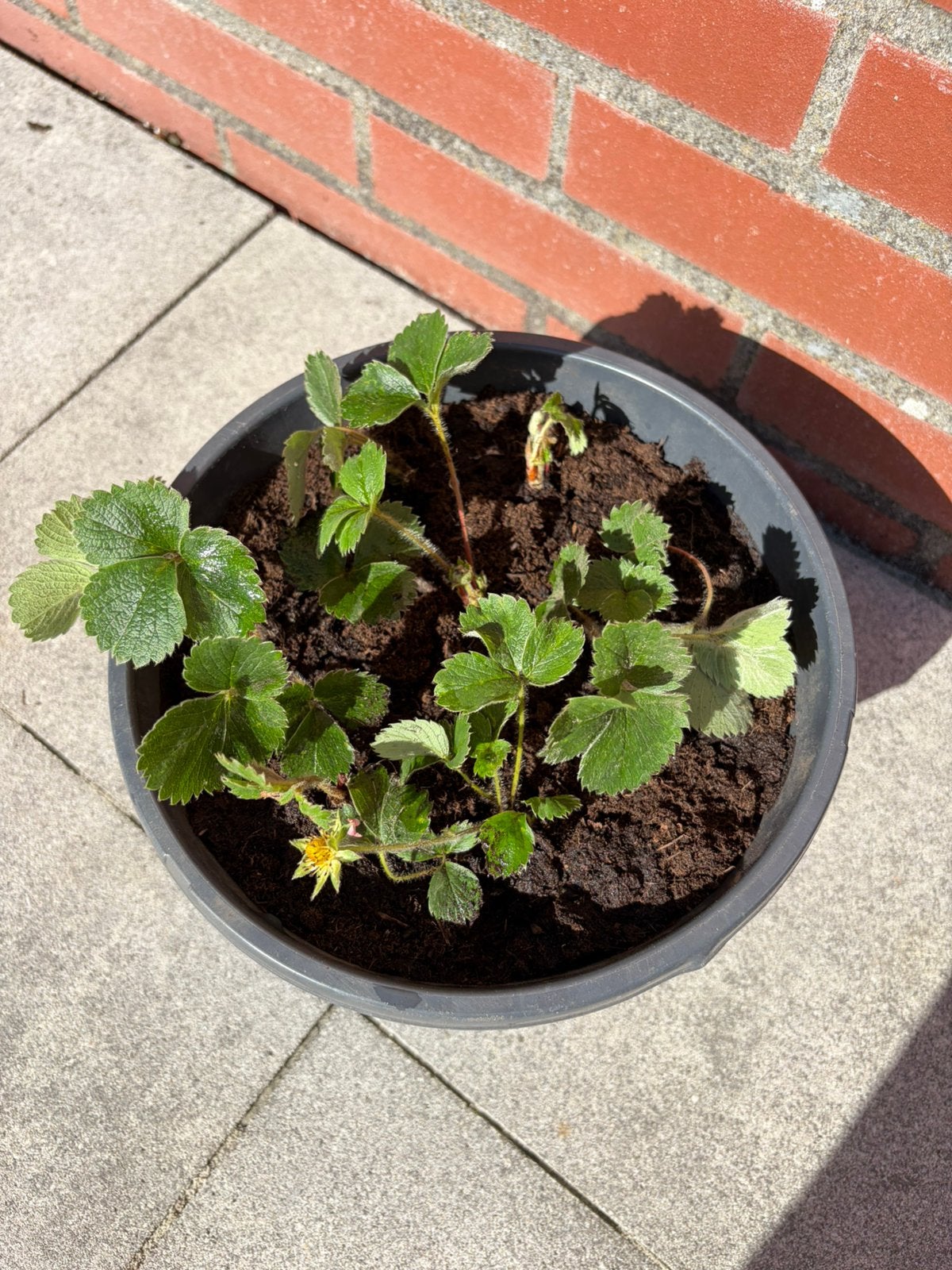 7x volwassen sieraardbei (geel) - mooie bodembedekker, Ophalen, Bodembedekkers, Vaste plant, Halfschaduw