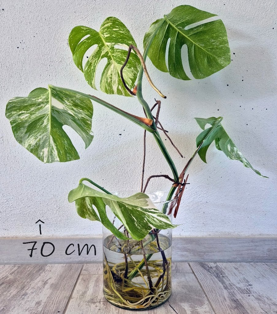 monstera Albo Variegata, Ophalen, Nieuw