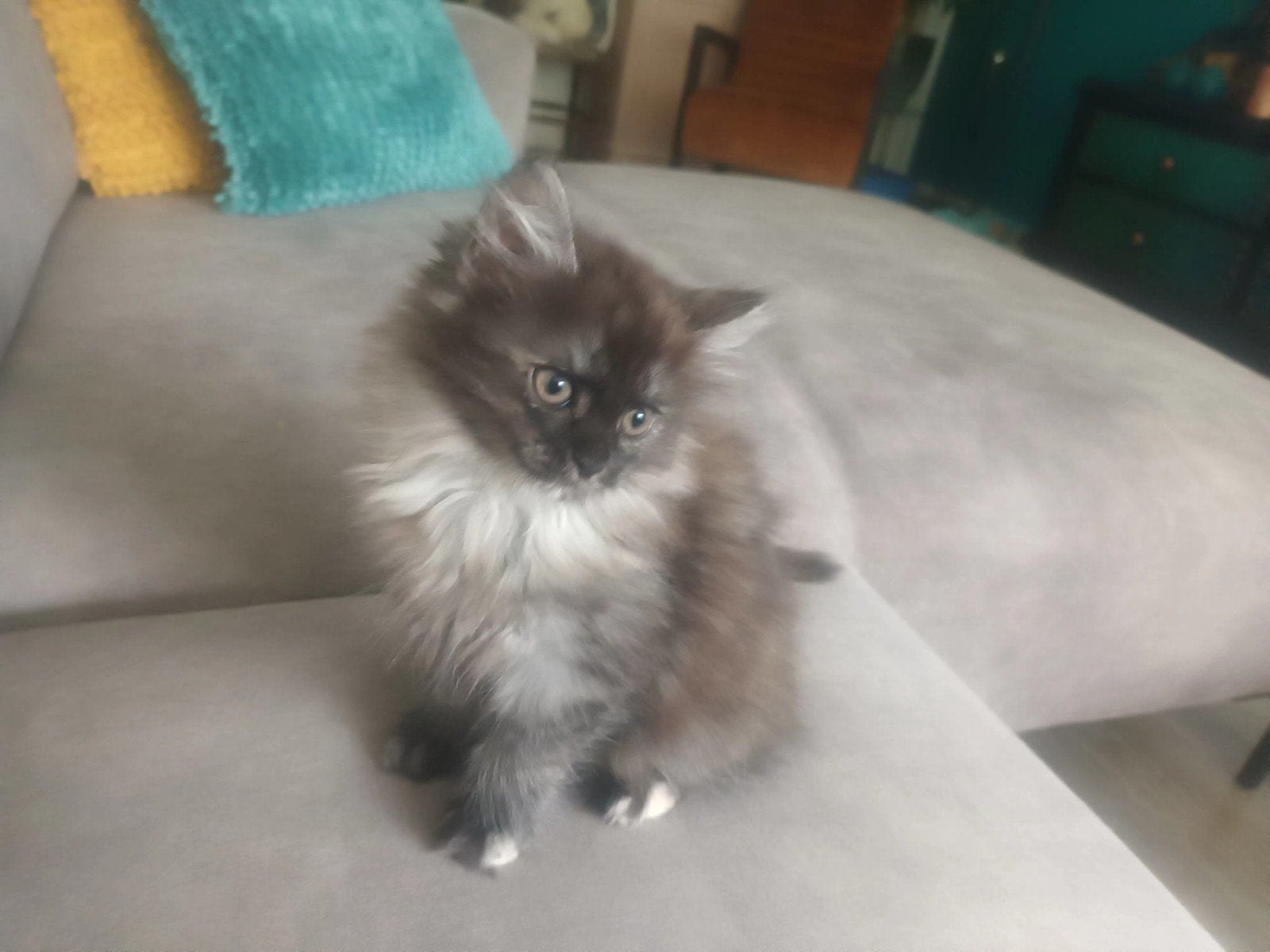1 poesje, mainecoon x brits langhaar, Meerdere dieren, Ontwormd